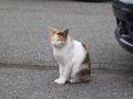 ぬこ
